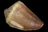 Mosasaur (Prognathodon) Tooth #87619-1
